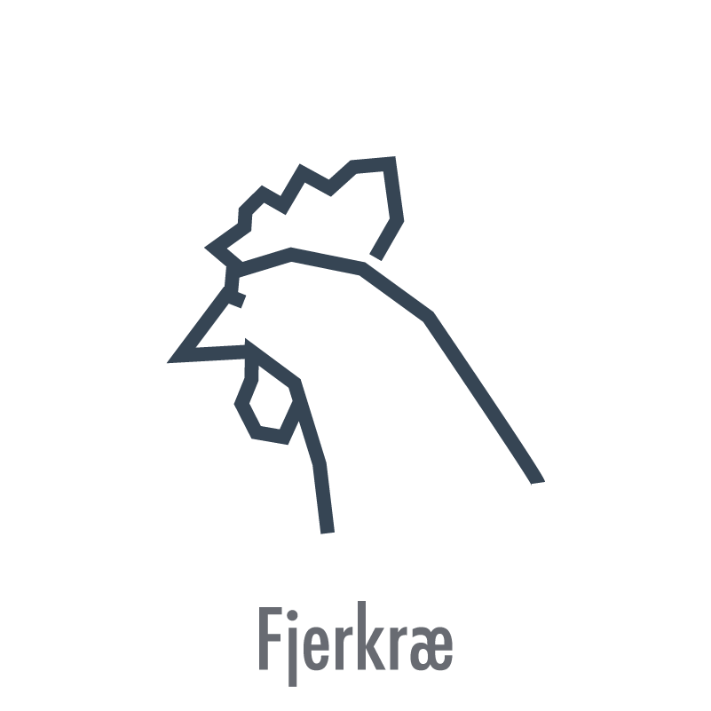 Fjerkræ